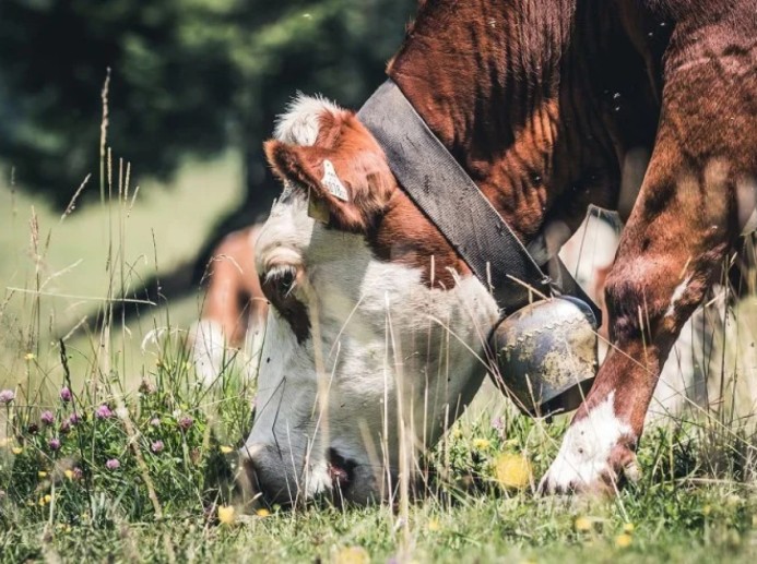 Kuh © Quaritsch Photography unsplash