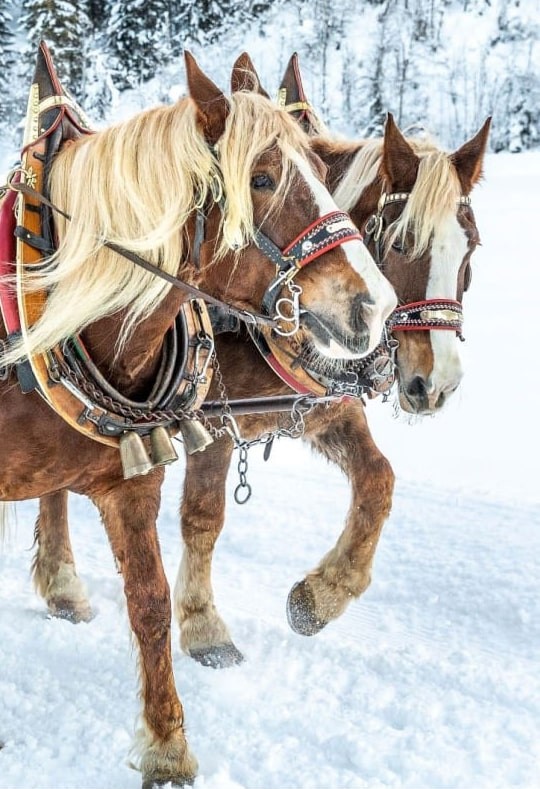 Pferdeschlittenfahrt im tief verschneiten Flachau © Flachau Tourismus / Christian Fischbacher