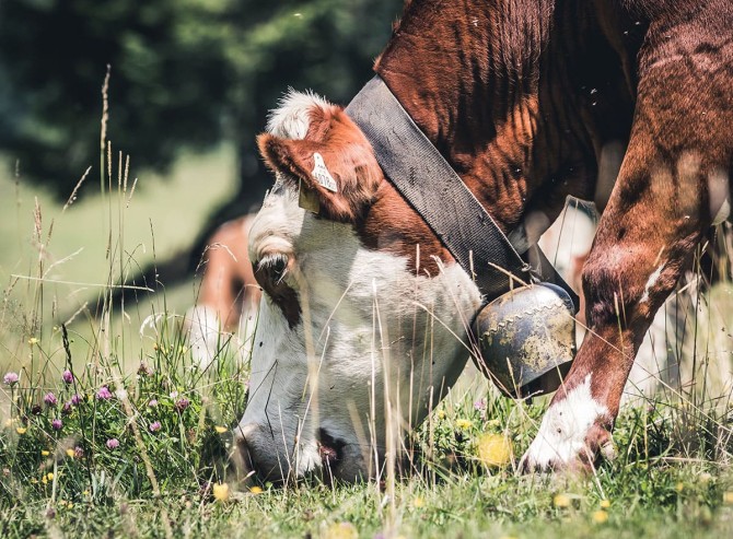 Kuh Almwiese © unsplash