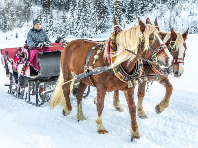 Pferdeschlittenfahrten in Flachau © TVB Flachau